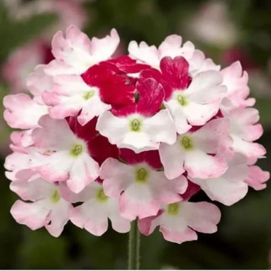 Verveine cascade 'Lanai Twister Red' - Verbena | Achat producteur