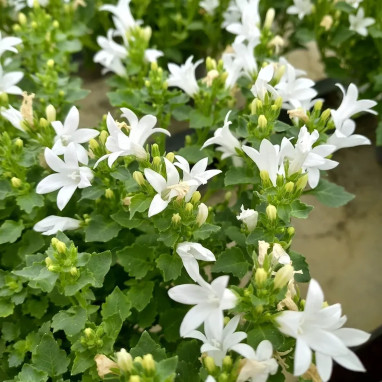 Campanula muralis 'Take White' - Campanula | Achat producteur