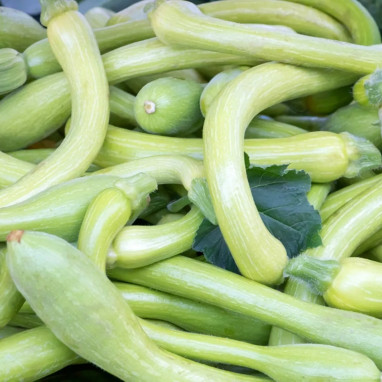 Courge musquée longue de Nice - Cucurbita | Achat direct au producteur