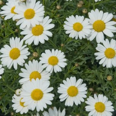 Anthemis 'Aramis Ice' - Argyranthemum | Achat direct au producteur