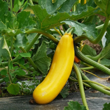 Courgette jaune - Cucurbita pepo | Achat direct au producteur