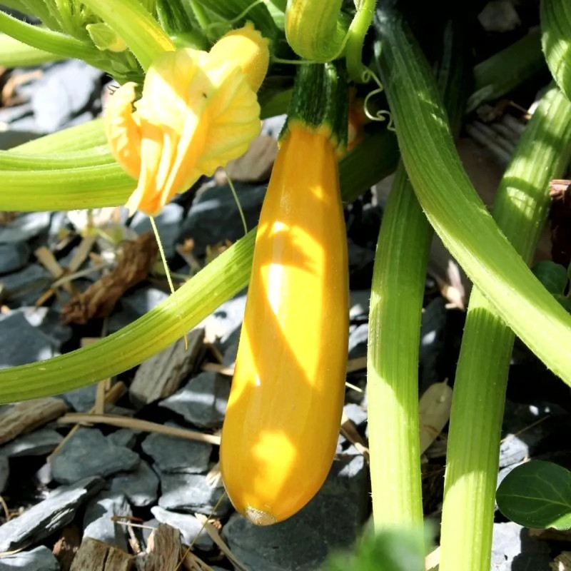 Courgette jaune - Cucurbita pepo | Achat direct au producteur