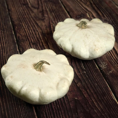 Pâtisson blanc - Cucurbita pepo | Achat direct au producteur