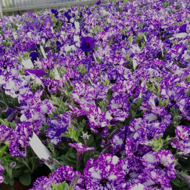 Petunia cascade Night Sky ® - Petunia | Achat direct au producteur