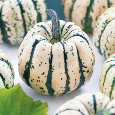 Courge 'Sweet Dumpling' - Cucurbita pepo | Achat producteur