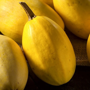 Courge Spaghetti - Cucurbita pepo | Achat direct au producteur