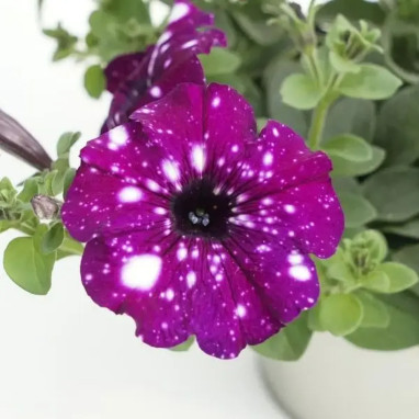 Pétunia cascade 'Royal Sky' - Petunia | Achat direct au producteur