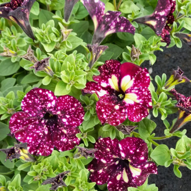 Petunia cascade LIGHTNING SKY ® | Achat direct au producteur