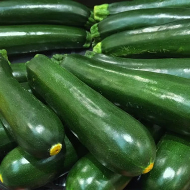 Courgette verte de Milan BIO - Cucurbita pepo | Achat producteur
