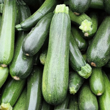 Courgette verte non coureuse des maraîchers | Achat direct au producteur
