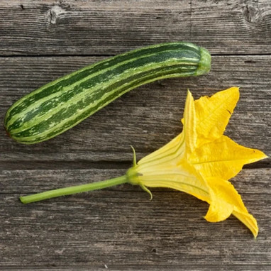 Courgette verte non coureuse d'Italie - Cucurbita | Achat producteur