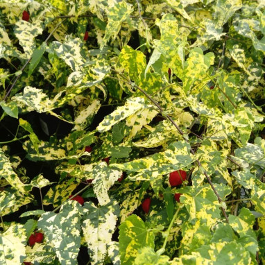 Abutilon cascade panaché fleurs rouges | Achat direct au producteur