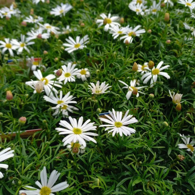 Brachycome blanc 'Surdaisy White' - Brachyscome | Achat producteur