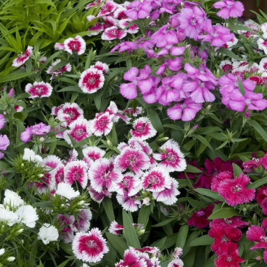 Oeillet de Chine d'automne 'Telstar' - Dianthus | Achat producteur