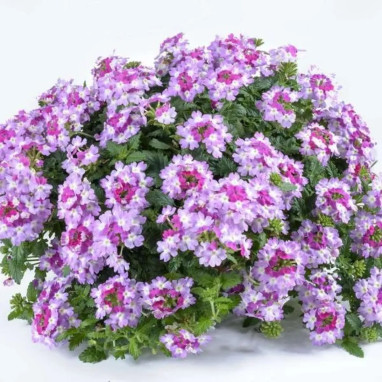 Verveine 'Vanessa Compact Bicolor Purple' | Achat producteur