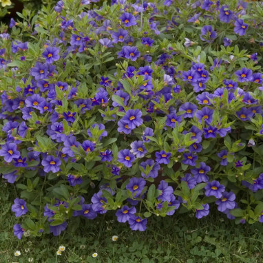 Calibrachoa 'Cabaret Early Deep Blue'® | Achat direct au producteur