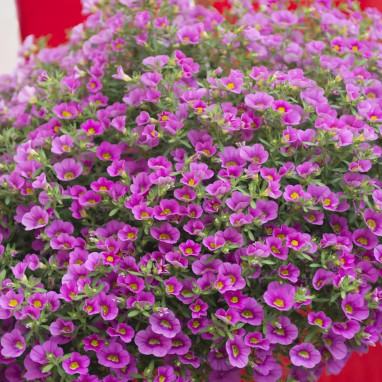 Calibrachoa 'Cabaret Early Pink' - Calibrachoa | Achat producteur