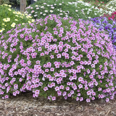 Calibrachoa 'Cabaret Early Light Pink Eye'® | Achat en ligne