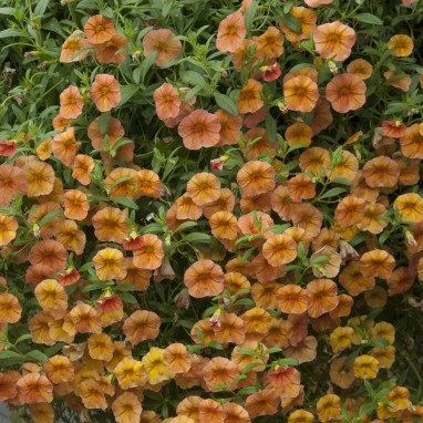 Calibrachoa 'Cabaret Early Diva Orange'® | Achat producteur