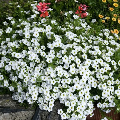 Calibrachoa blanc 'Cabaret Early White Improved' | Achat producteur