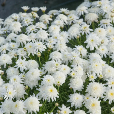 Anthemis double blanc 'Aramis Double White' - Argyranthemum | Achat producteur