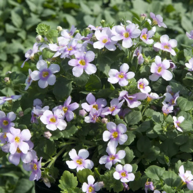Bacopa rose 'Baristo Giga Rose' - Sutera | Achat direct au producteur