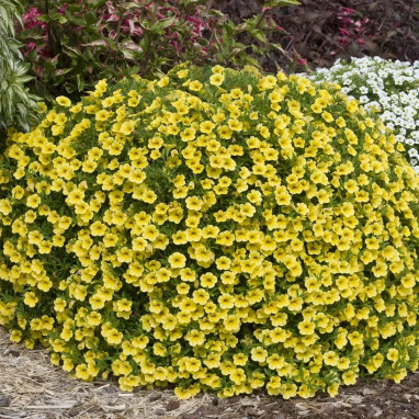 Calibrachoa 'Cabaret Early Bright Yellow' | Achat producteur
