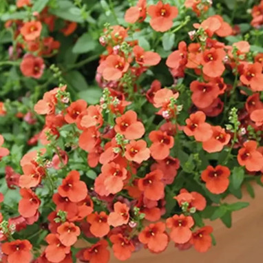 Diascia 'Picadilly Orange' - Diascia barberae | Achat producteur