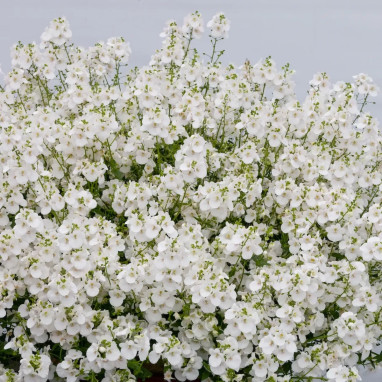 Diascia 'Picadilly White' - Diascia barberae | Achat producteur