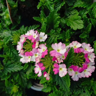 Verveine 'Vanessa Compact Bicolor Rose' - Verbena | Achat producteur