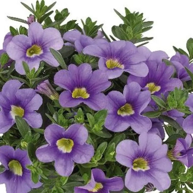 Calibrachoa 'Cabaret Early Blue' - Calibrachoa | Achat producteur