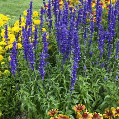 Salvia farinacea 'Midi True Blue' - Salvia | Achat producteur