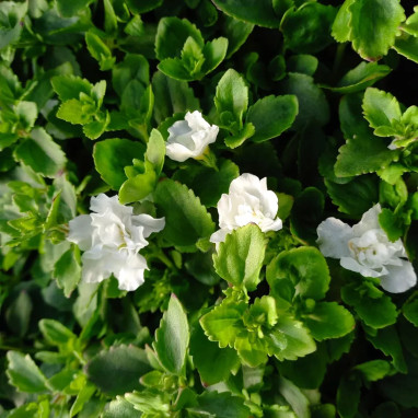 Bacopa double blanc 'Scopia Double Snowball' | Achat producteur