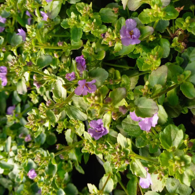 Bacopa double bleu 'Scopia Double Indigo' - Sutera | Achat producteur