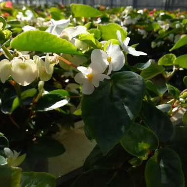 Begonia Dragon Wing blanc - Begonia | Achat direct au producteur
