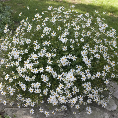 Bidens blanc 'Timeless White Delight' - Bidens | Achat producteur