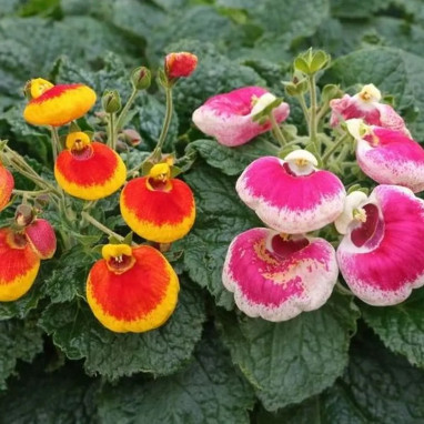Calceolaire naine 'Dainty Mix' - Calceolaria | Achat producteur