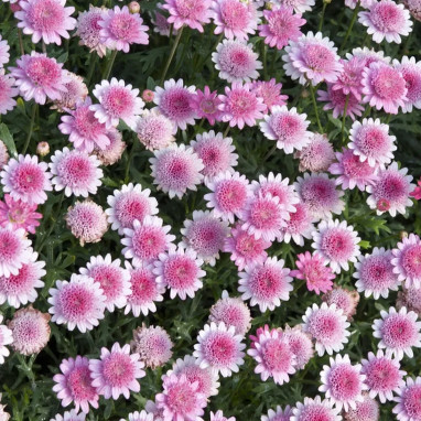 Anthemis double rose 'Aramis Double Pink' - Argyranthemum | Achat producteur
