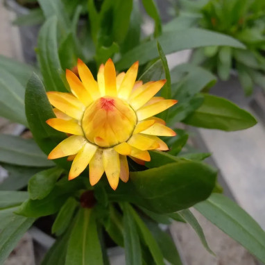 Bracteantha (immortelle) - Xerochrysum | Achat direct au producteur
