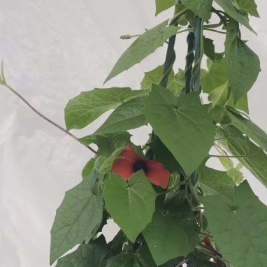 Thunbergia rouge orange - Thunbergia | Achat direct au producteur