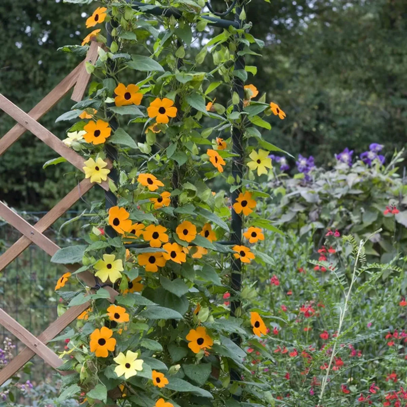 Thunbergia rouge orange - Thunbergia | Achat direct au producteur