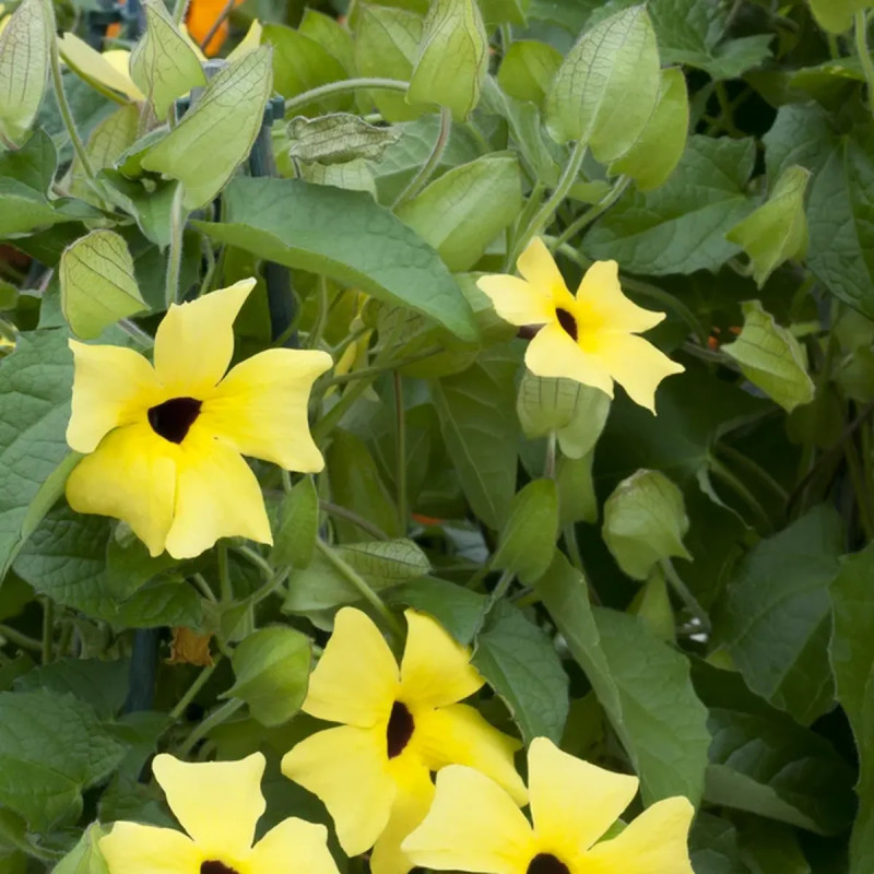 Thunbergia rouge orange - Thunbergia | Achat direct au producteur