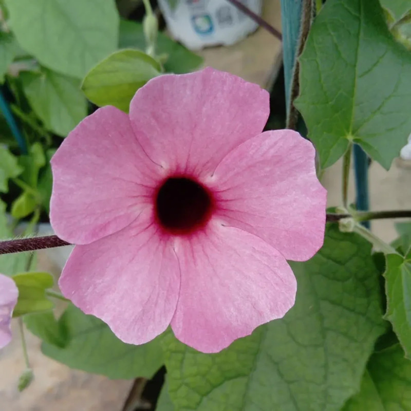 Thunbergia rouge orange - Thunbergia | Achat direct au producteur