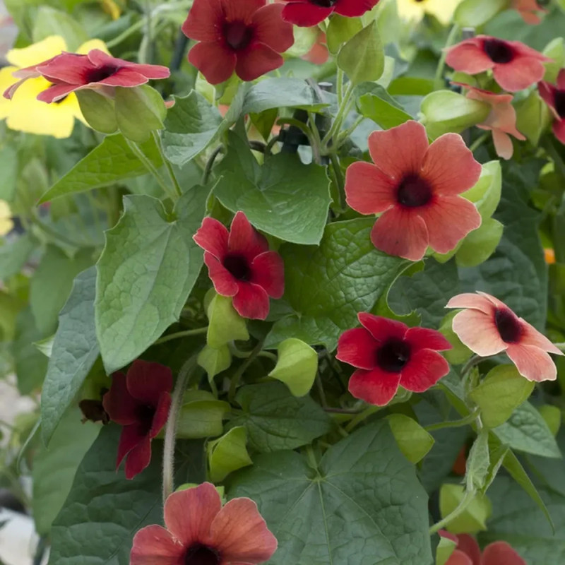 Thunbergia rouge orange - Thunbergia | Achat direct au producteur
