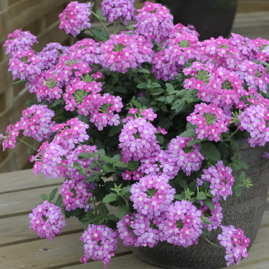 Verveine cascade - Verbena | Achat direct au producteur