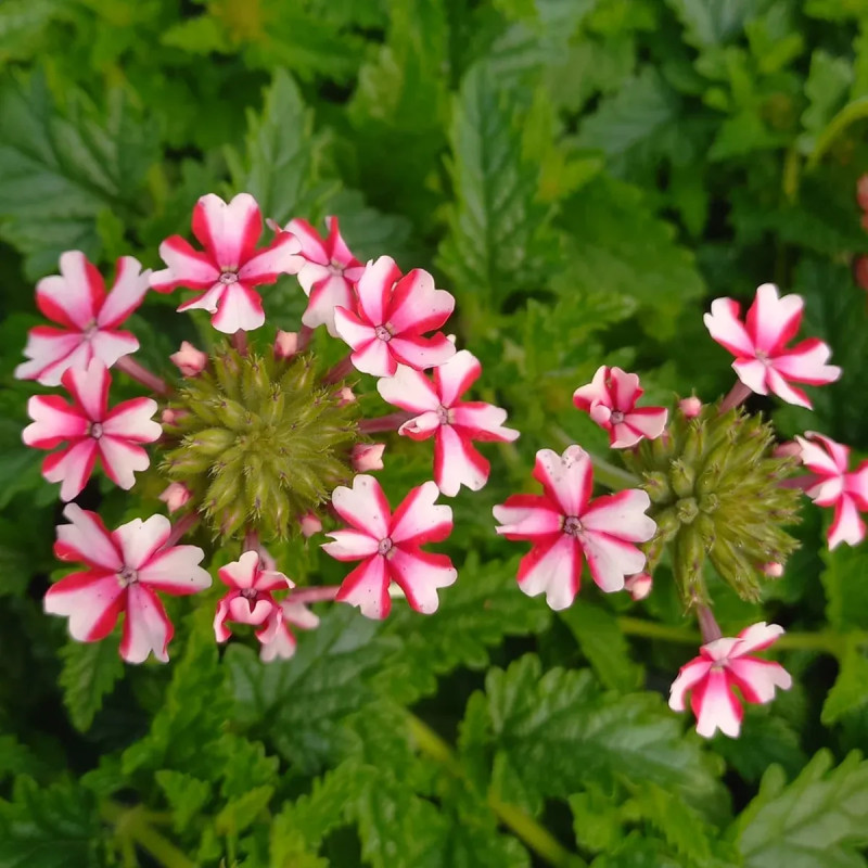 Verveine cascade - Verbena | Achat direct au producteur