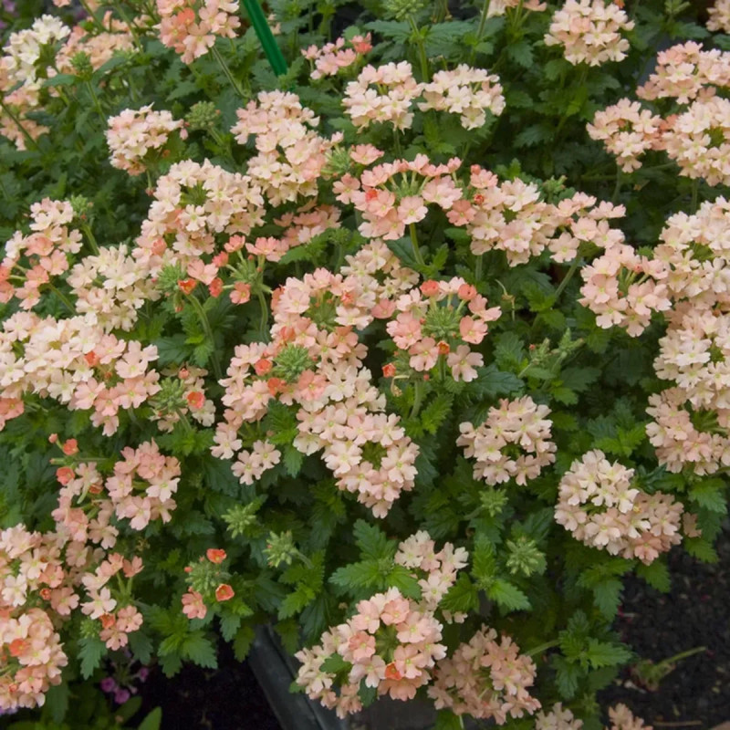 Verveine cascade - Verbena | Achat direct au producteur