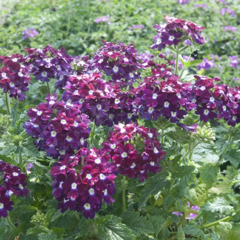 Verveine cascade - Verbena | Achat direct au producteur