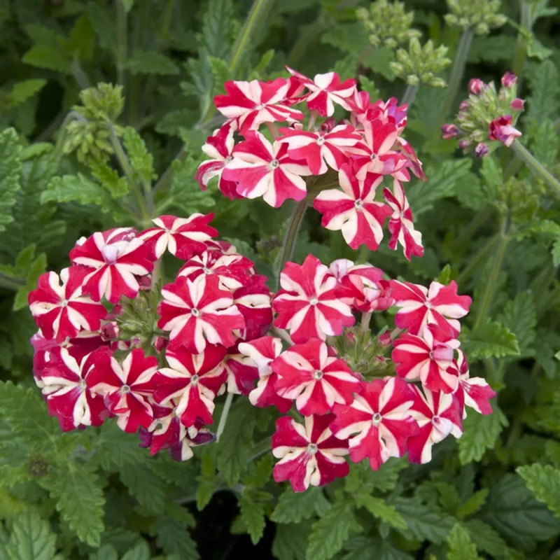 Verveine cascade - Verbena | Achat direct au producteur
