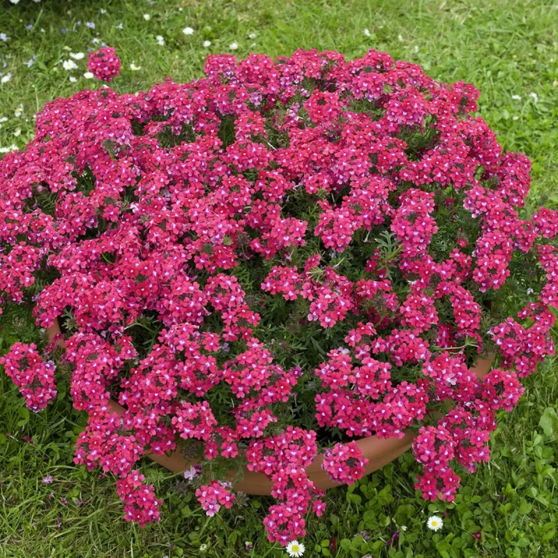 Verveine cascade - Verbena | Achat direct au producteur